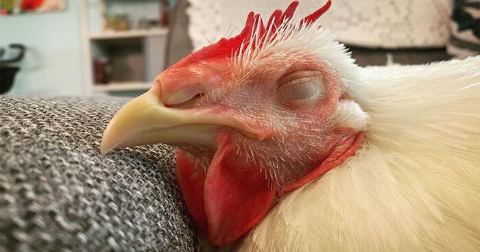 The Bowman Family Adopted This Rooster 5 Years Ago, And His Unique Presence Has Been Treasured Ever Since