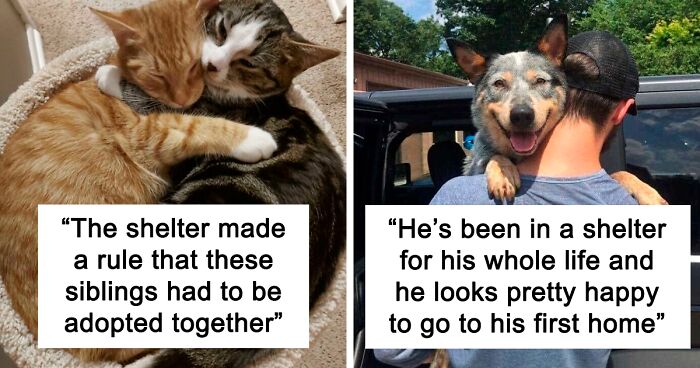 115 Of The Most Wholesome Pictures Of Adopted Pets This December