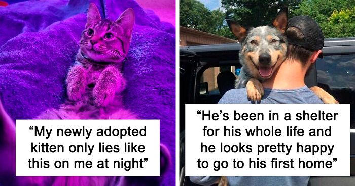 These People Shared Pictures Of Their Adopted Pets This December, And Here Are 115 Of The Most Heartwarming Ones