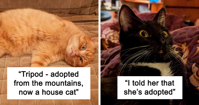 130 Adorable Animals Who Started This Year At A New Home