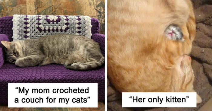 50 Times Cats Were So Wholesome, People Just Had To Share It Online (New Pics)