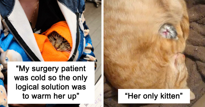 78 Adorable Cat Posts That Will Hopefully Make Your Day (New Pics)