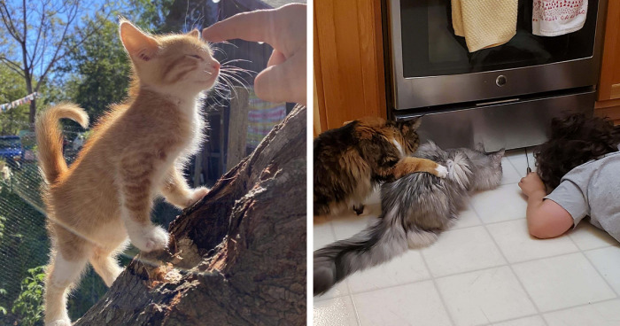 78 Heartwarming Pics Of Cats That Are Too Wholesome For This World (New Pics)