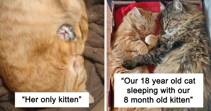 78 Of The Most Wholesome Cat Moments (New Pics)