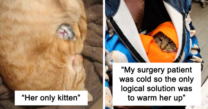 78 Of The Most Wholesome Cat Posts To Make Your Day Better (New Pics)