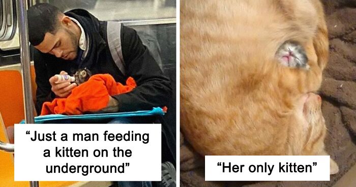 78 Times Cats Proved Their Existence Makes The World More Wholesome (New Pics)