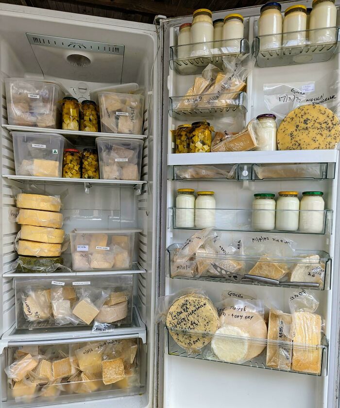 Home Made Cheese Aging In One Of My Refrigerator "Cheese Caves"