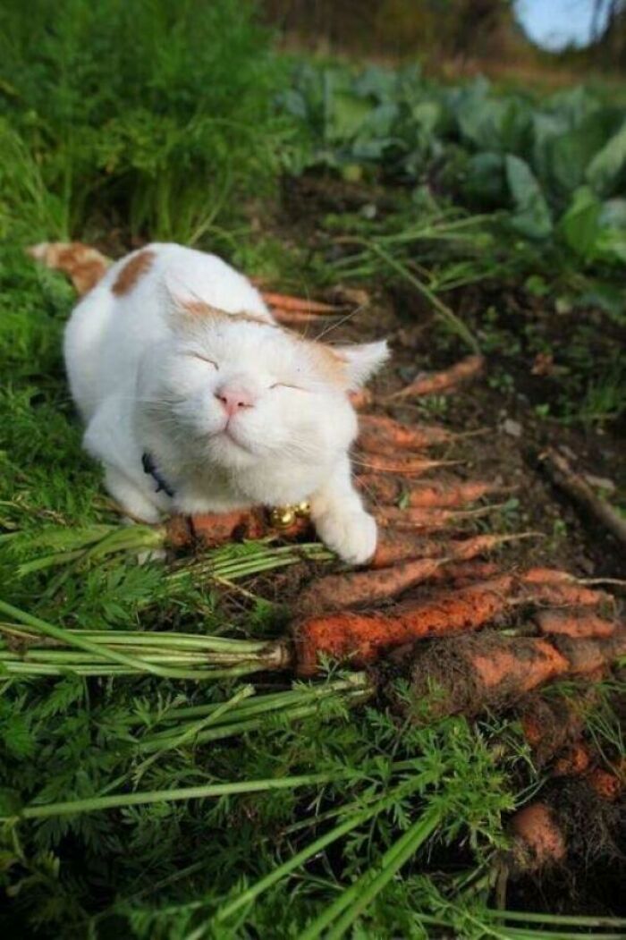 Soy un agricultor de zanahorias 