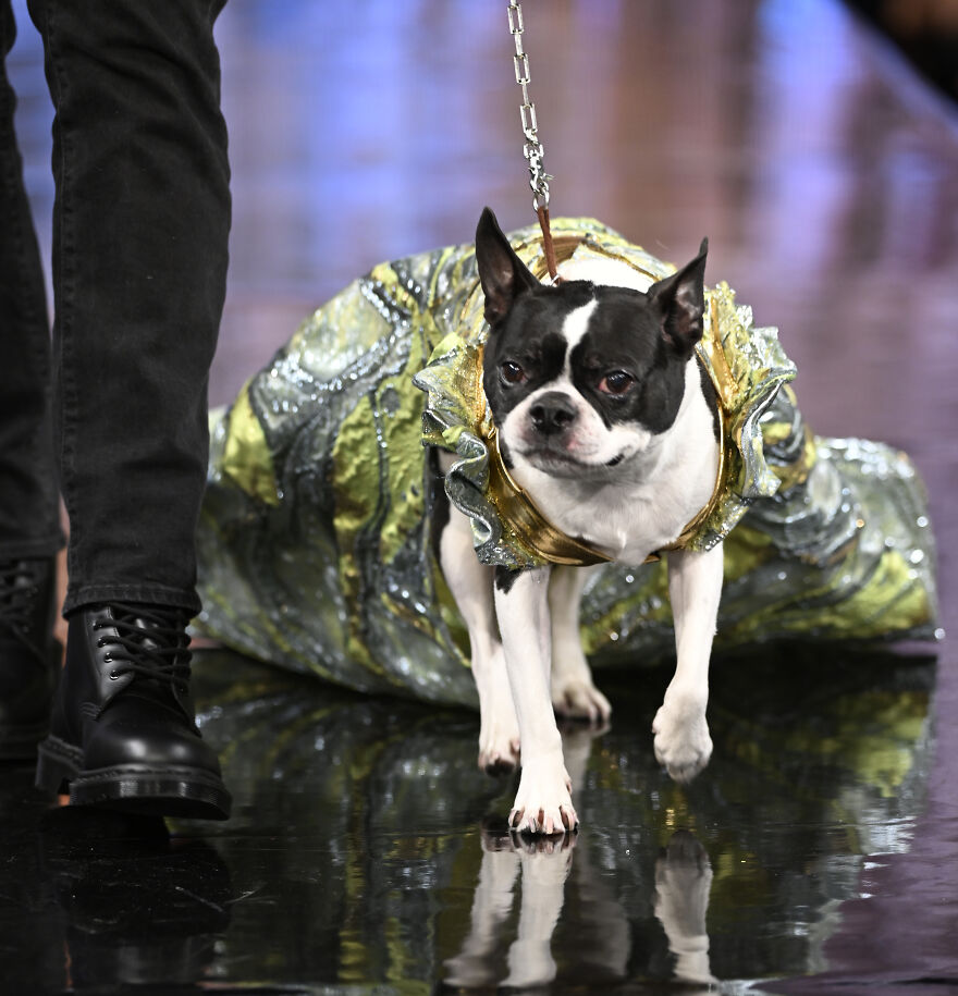 Stylish Pets Take Over New York Fashion Week