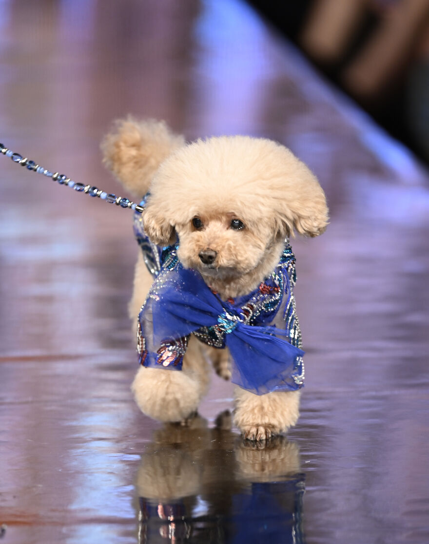 Stylish Pets Take Over New York Fashion Week