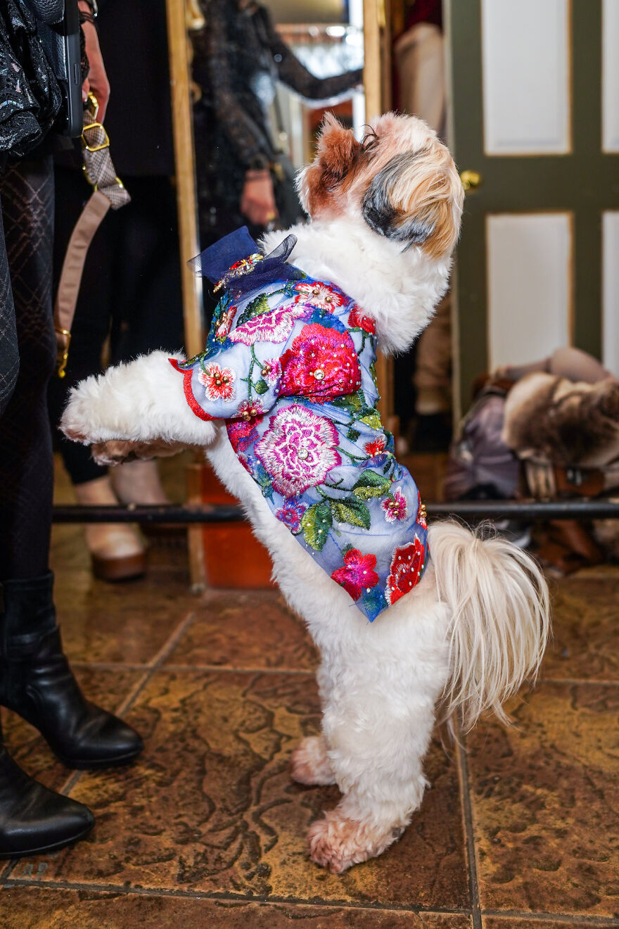 Stylish Pets Take Over New York Fashion Week