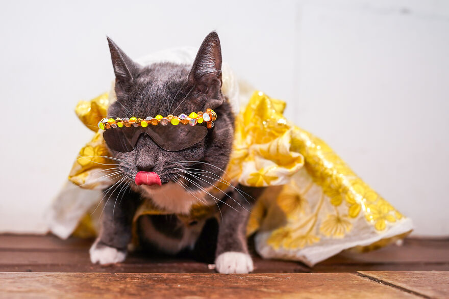 Stylish Pets Take Over New York Fashion Week