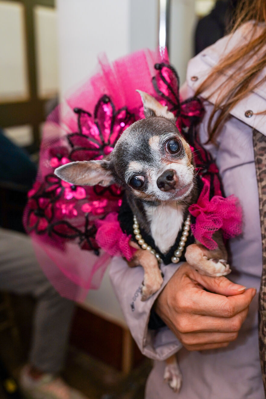 Stylish Pets Take Over New York Fashion Week