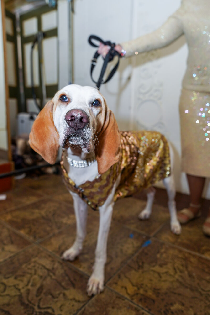 Stylish Pets Take Over New York Fashion Week