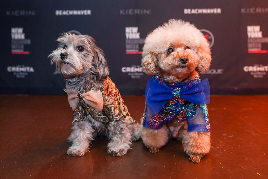 Stylish Pets Take Over New York Fashion Week