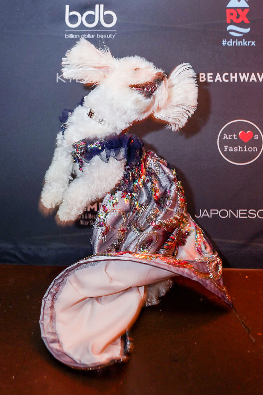 Stylish Pets Take Over New York Fashion Week