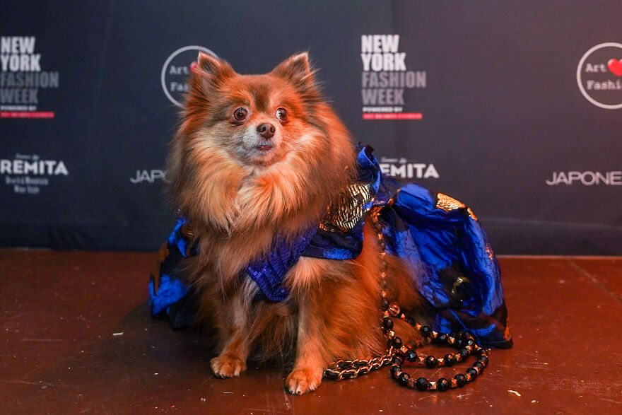 Stylish Pets Take Over New York Fashion Week