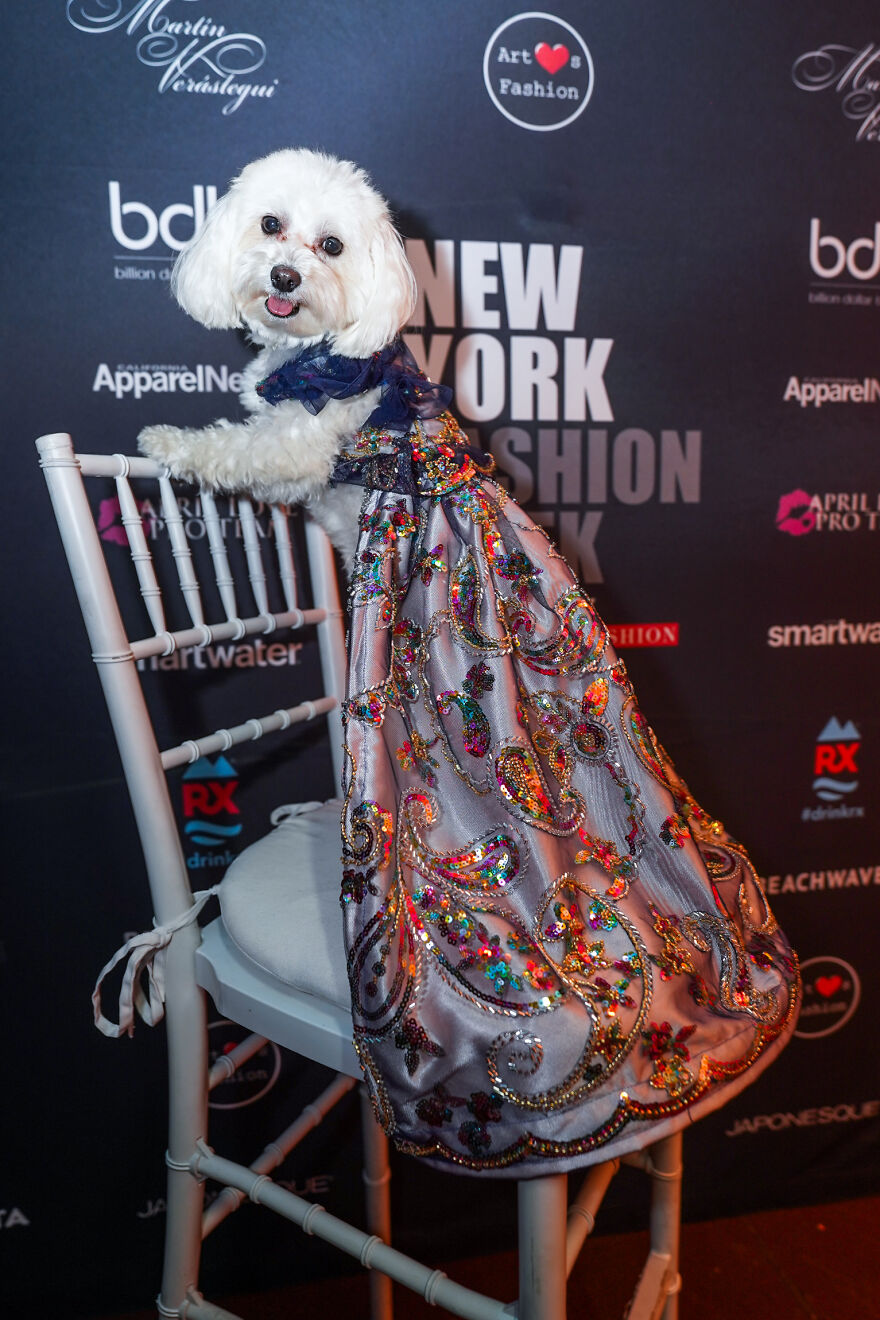 Stylish Pets Take Over New York Fashion Week