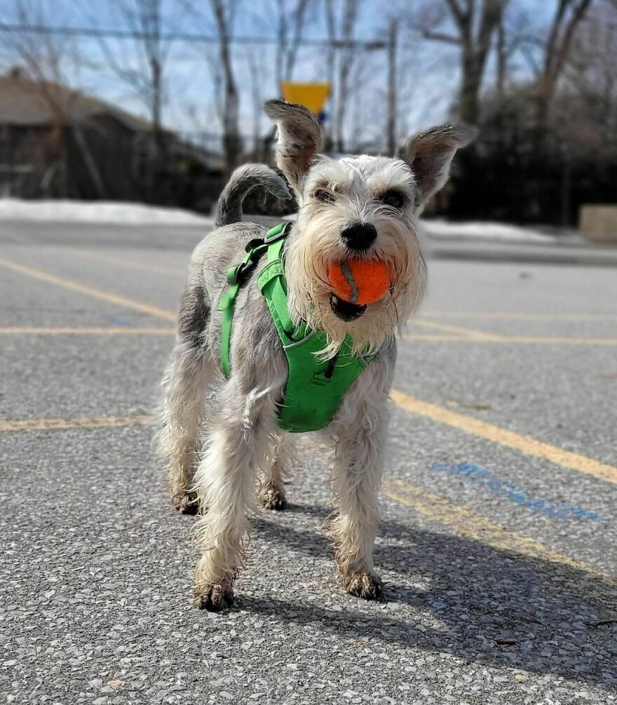 Olive Loves Her Ball