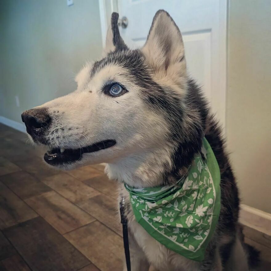 Super Cute Bandana