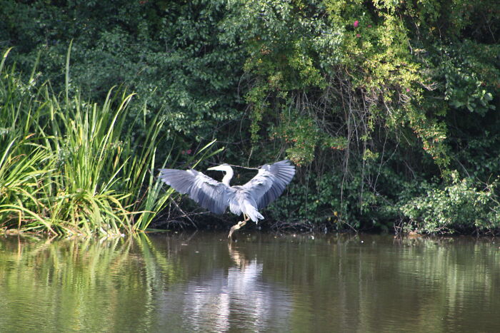 Heron