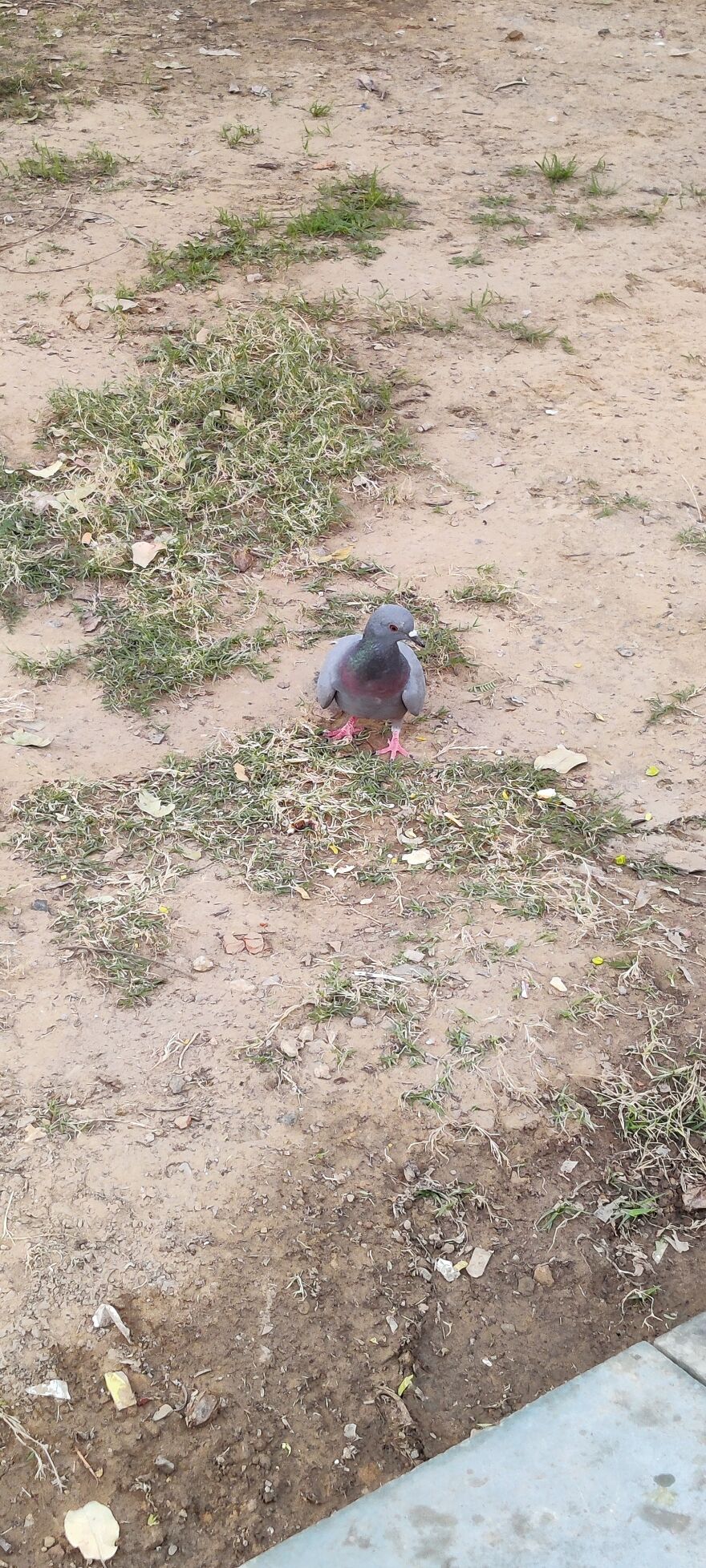 Pigeons. So Many In My City