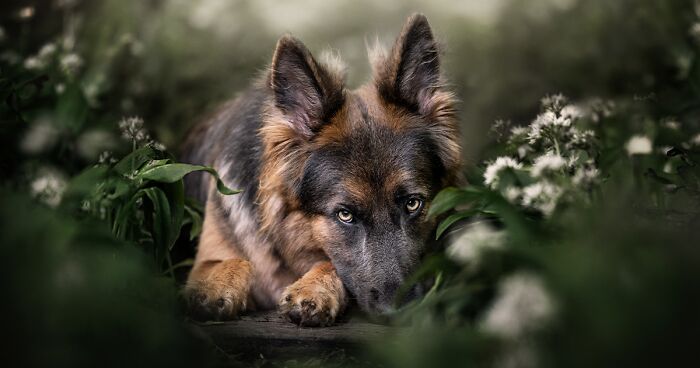 My 32 Photographs Of Dutch Dogs