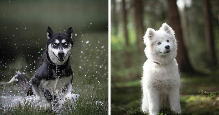 40 Action Photos Of Dogs That I Took Because I Think Dogs Are Adorable