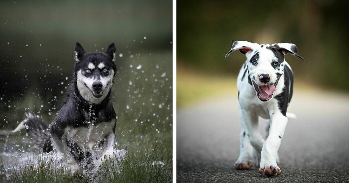 40 Action Photos Of Dogs That I Took Because I Think Dogs Are Adorable