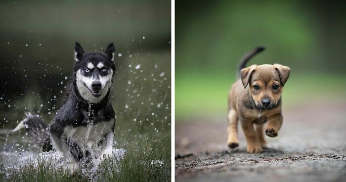 40 Action Photos Of Dogs That I Took Because I Think Dogs Are Adorable