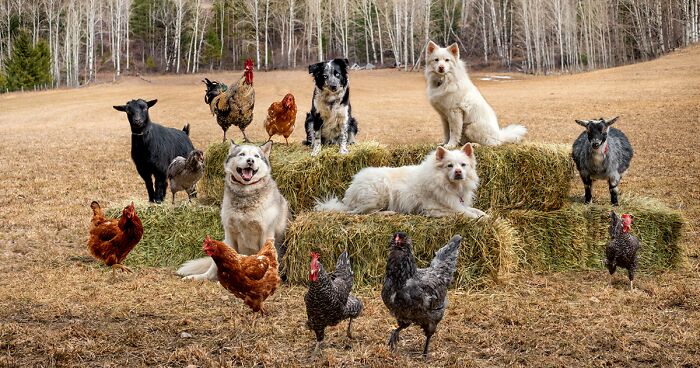 I Photograph Full Farm Portraits, And Here Are Some Of My Favorite Photos That I Took In The Last Two Years (27 Pics)