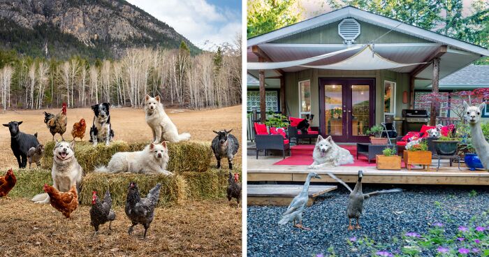 I Photograph Full Farm Portraits, And Here Are Some Of My Favorite Photos That I Took In The Last Two Years (27 Pics)