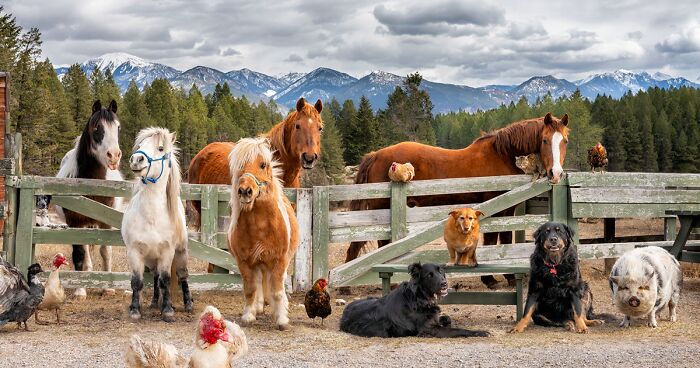 I Photograph Full Farm Portraits, And Here Are Some Of My Favorite Photos That I Took In The Last Two Years (27 Pics)