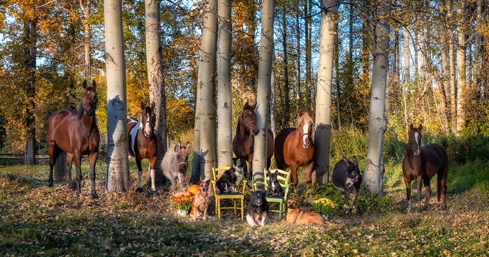 I Photograph Full Farm Portraits, And Here Are Some Of My Favorite Photos That I Took In The Last Two Years (27 Pics)