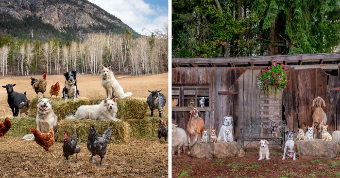 I Photograph Full Farm Portraits, And Here Are Some Of My Favorite Photos That I Took In The Last Two Years (27 Pics)