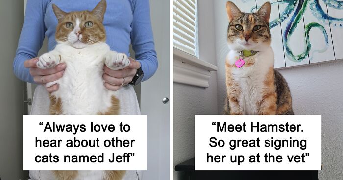 This Viral Thread Has People Sharing Cat Names That Are Both Clever And Confusing To Vets (95 Tweets)