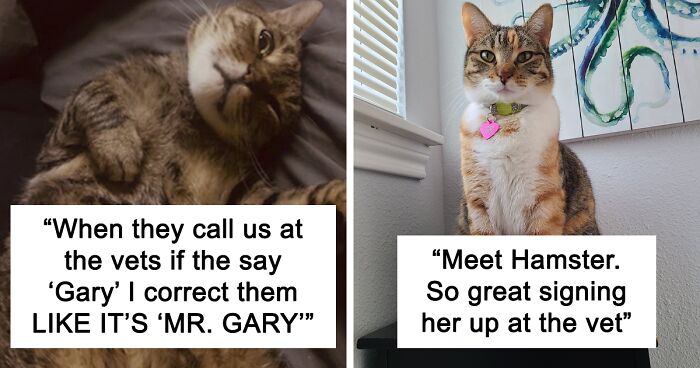 95 Times People Were So Creative In Naming Their Cats, It Confused Their Vets, As Shared On This Twitter Thread