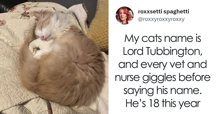 This Twitter Thread Has People Sharing The Best Cat Names That Make It Awkward When It Comes To Calling The Vet (95 Tweets)