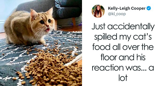 58 Funny Tweets For Anyone Who Has A Cat (New Pics)