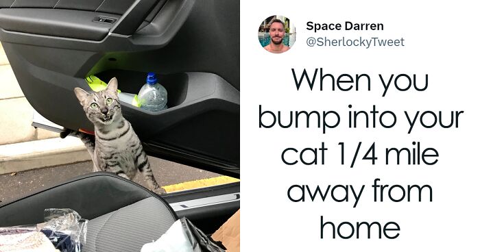 58 Funny Tweets That Sum Up Life With Cats (New Pics)