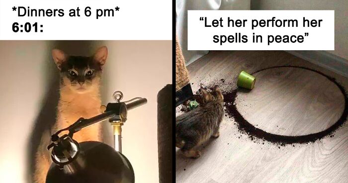 58 Funny Cat Tweets To Put A Smile On Your Face (New Pics)