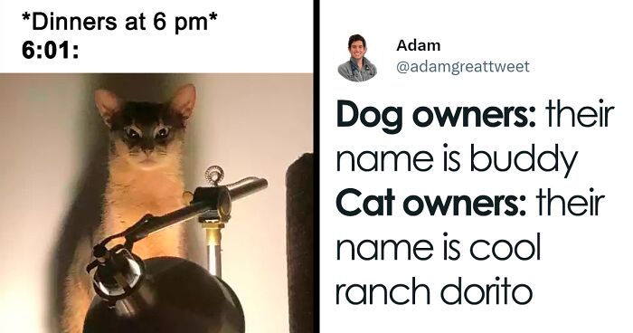 58 Of The Most Amusing Cat Tweets That Are Purrfectly Hilarious (New Pics)