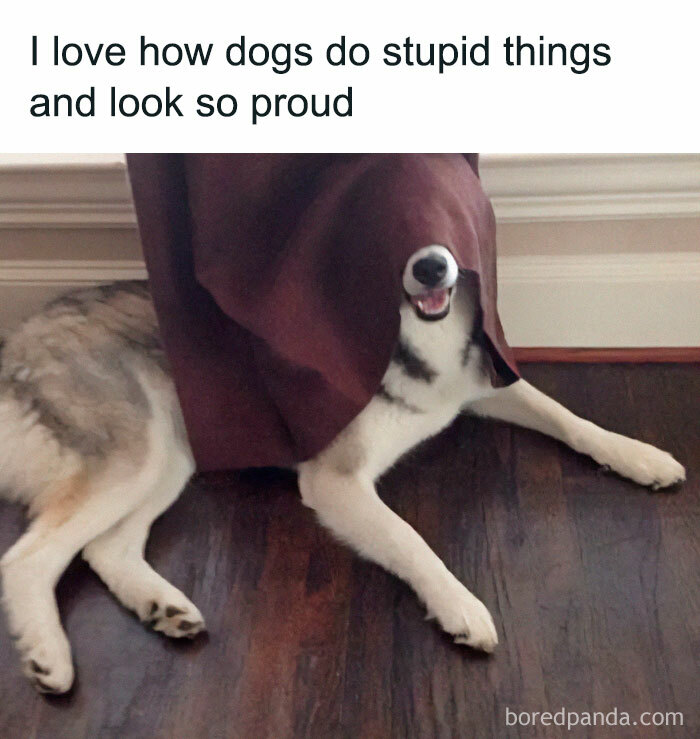 Funny-Dogs-Memes-Dogspix