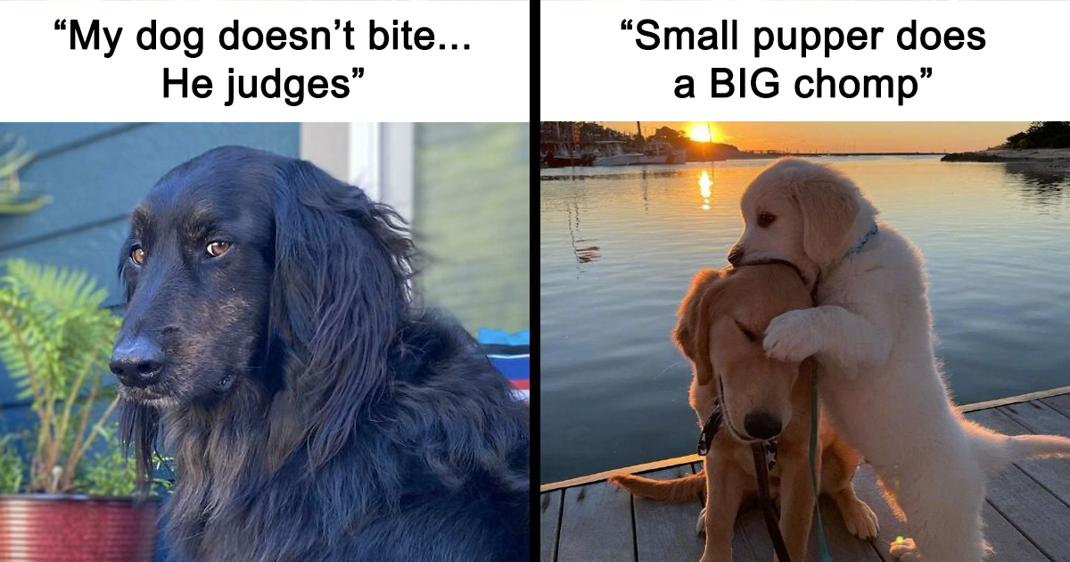 47 Quirky And Adorable Dog Posts To Lift Your Mood (New Pics)