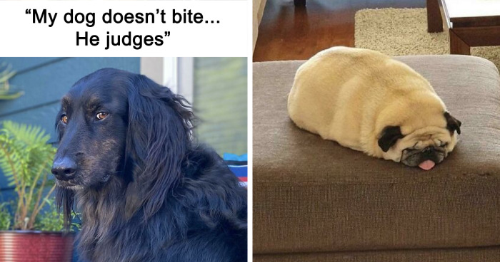 47 Silly And Mischievous Dogs That Are Ready To Make You Smile (New Pics)