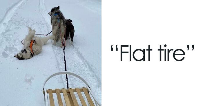 47 Dog Posts That Are As Funny As They Are Adorable (New Pics)