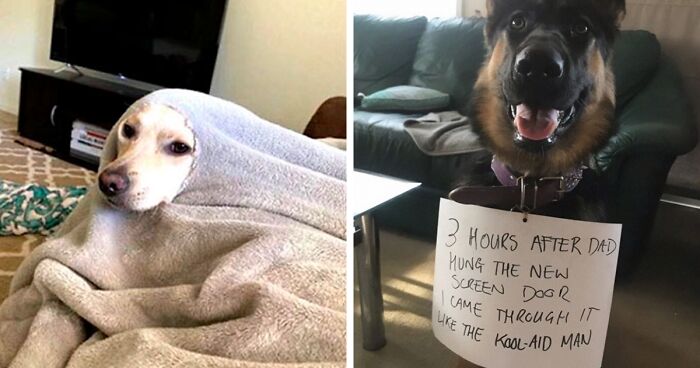 47 Silly Dogs That Are Here To Make You Smile (New Pics)