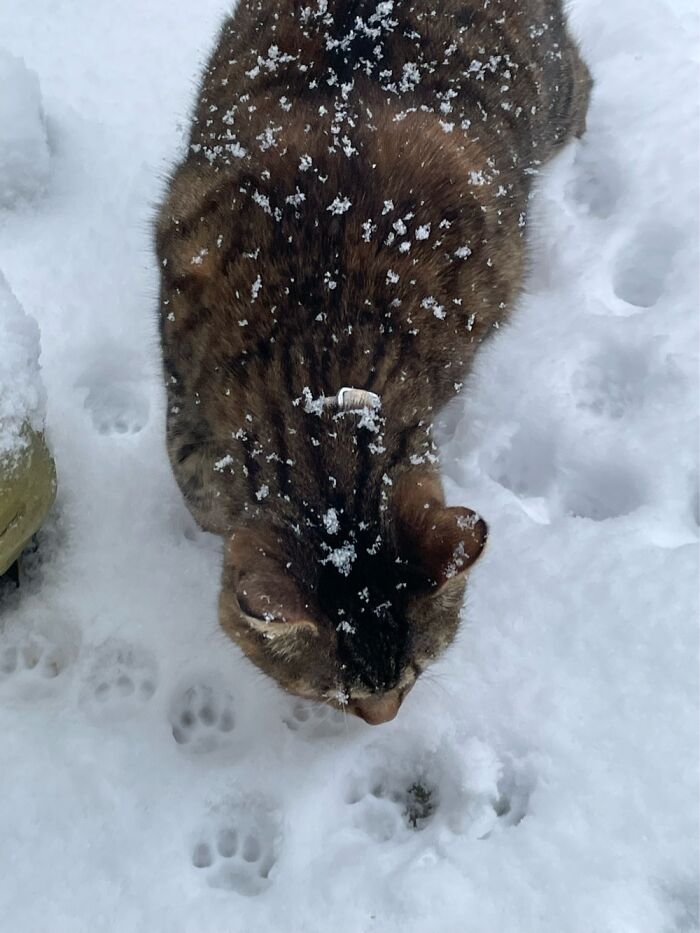 Curious Kharma In The Snow. First Winter In Canada