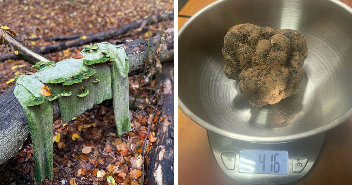 102 Times People Found Something Amazing While Foraging And Just Had To Share In These Dedicated Online Groups (New Pics)