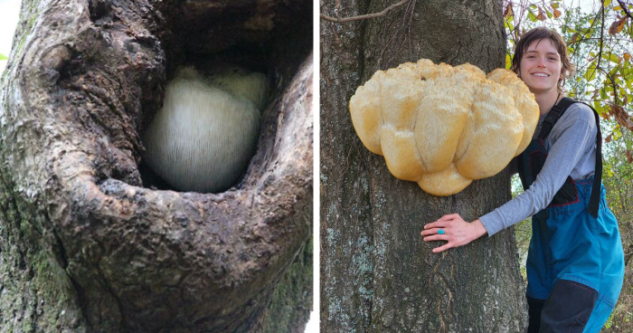 102 Foraging Enthusiasts Proudly Share Their Best Finds In These Online Groups (New Pics)